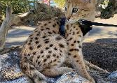 Chat & ti chat