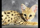 Chat & ti chat