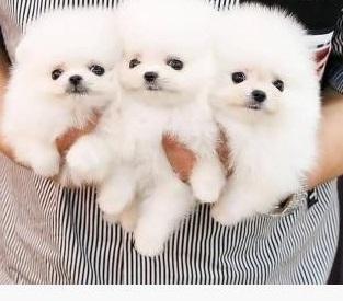 Chen & Puppies